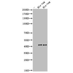 His-tag Antibody