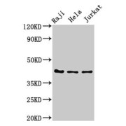 WB analysis of Raji, HeLa and Jurkat whole cell lysates, using PAG1 antibody (3 µg/ml) followed by Goat anti-Rabbit polyclonal antibody (1/50000 dilution). Calculated MW: 43 kDa, Observed MW: 43 kDa.