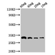 WB analysis of bla recombinant protein, using bla antibody (3 µg/ml). Predicted band size: 33 kDa, Observed band size: 33 kDa.