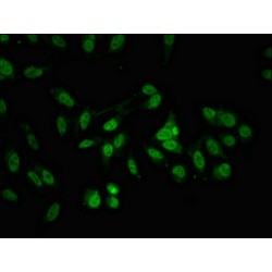 ALYREF Antibody