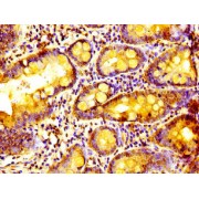 IHC analysis of paraffin-embedded human small intestine tissue, using ALYREF antibody (1/100 dilution).