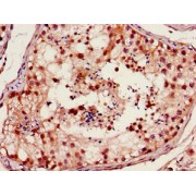 IHC-P analysis of human testis tissue, using FOXM1 antibody (1/100 dilution).