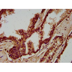 Immunoglobulin Superfamily Member 9 (IGSF9) Antibody