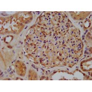 IHC-P analysis of Human kidney tissue, using XIRP2 antibody (1/300 dilution).