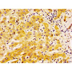 Tumor necrosis factor receptor superfamily member EDAR (EDAR) Antibody