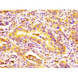 Tumor necrosis factor receptor superfamily member EDAR (EDAR) Antibody