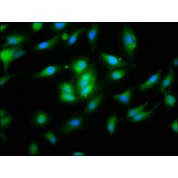 NLR Family Pyrin Domain Containing 10 (NLRP10) Antibody