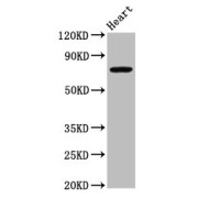 WB analysis of rat heart tissue, using NLRP10 antibody (4.9 µg/ml). Calculated MW: 76 kDa, Observed MW: 76 kDa.
