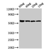 Western blot analysis of serial dilutions of recombinant Lys-Gingipain, using Lys-Gingipain (kgp) Antibody (3 µg/ml) and Goat Anti-Rabbit IgG (1/50000 dilution). Calculated MW: 56 kDa, Observed MW: 56 kDa.