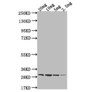 WB analysis of the recombinant protein, using ftnA antibody (1/2000 dilution). Calculated MW: 24.8 kDa, Observed MW: 30 kDa.