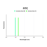 Guanine nucleotide-binding protein G(t) subunit alpha-2 (GNAT2) Antibody (FITC)