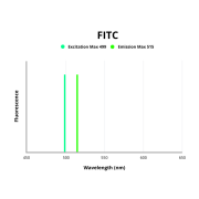 Potassium/Sodium Hyperpolarization-Activated Cyclic Nucleotide-Gated Channel 1 (HCN1) Antibody (FITC)