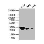 WB analysis of the recombinant protein, using recN antibody (1/1000 dilution). Calculated MW: 32 kDa, Observed MW: 32 kDa.