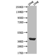 WB analysis of the recombinant protein, using icsP antibody (1/2000 dilution). Calculated MW: 37.4 kDa, Observed MW: 39 kDa.