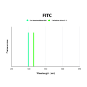 Electrogenic sodium bicarbonate cotransporter 4 (SLC4A5) Antibody (FITC)
