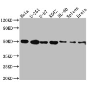 Western blot analysis of HeLa (Lane 1), U-251 (Lane 2), U-87 (Lane 3), K562 (Lane 2), HL-60  (Lane 4), K562 (Lane 5) whole cell lysates, Rat Spleen (Lane 6) and Brain (Lane 7) tissue homogenates using D(3) dopamine receptor Antibody (1/1000 dilution) and Goat Polyclonal Anti-Rabbit IgG (1/50000 dilution).