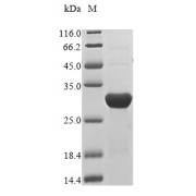 Discontinuous SDS-PAGE (reduced) analysis with 5% enrichment gel and 15% separation gel.  Gel: Tris-glycine gel.