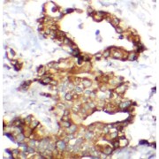 IHC-P analysis of human pancreas tissue, using GCG antibody (1/200 dilution).