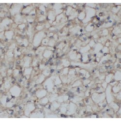 Histone Deacetylase 3 (HDAC3) Antibody