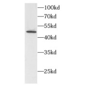 WB analysis of HeLa cells, using HDAC3 antibody (1/1000 dilution).