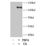 WB analysis of HeLa cells, using NFKB1 pS337 antibody (1/1000 dilution).