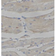 IHC-P analysis of mouse heart tissue, using SYUG antibody (1/200 dilution).