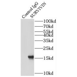 Survivin (BIRC5) Antibody