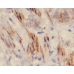 Elastin (ELN) Antibody