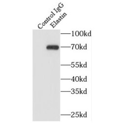 Elastin (ELN) Antibody