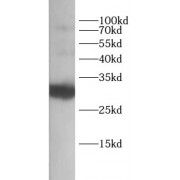 WB analysis of Raji cells, using CD27 antibody (1/600 dilution).