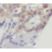 IHC-P analysis of human pancreas tissue, using CCK antibody (1/200 dilution).