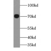 WB analysis of NIH/3T3 cells, using DVL1 antibody (1/1000 dilution).