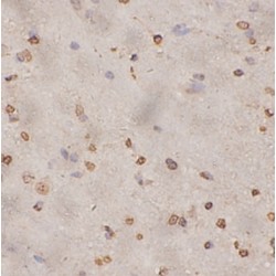 Egl Nine Homolog 1 (EGLN1) Antibody