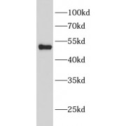 WB analysis of mouse liver, using GSS antibody (1/1000 dilution).