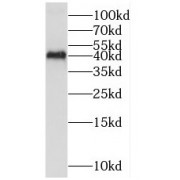 WB analysis of Jurkat cells, using MAPK11 antibody (1/1000 dilution).