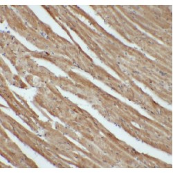 LIM Domain Only 4 (LMO4) Antibody