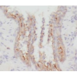 Macrophage Mannose Receptor 1 (MRC1) Antibody