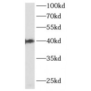 WB analysis of HepG2 cells, using MTNR1B antibody (1/1000 dilution).