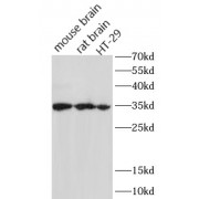 WB analysis of various cell lysates, using MYOG antibody (1/1000 dilution).