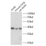 WB analysis of various lysates, using WNT3A antibody (1/800 dilution).