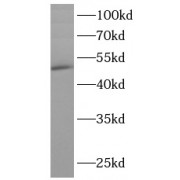 WB analysis of rat liver, using TADBP antibody (1/1000 dilution).