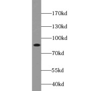 WB analysis of HEK-293 cells, using ABLIM1 antibody (1/1000 dilution).