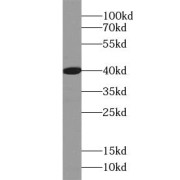 WB analysis of mouse brain tissue, using ACOT7 antibody (1/5000 dilution).