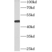 WB analysis of human brain tissue, using ACTR3B antibody (1/800 dilution).