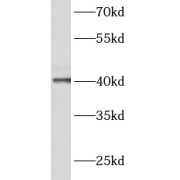 WB analysis of rat testis tissue, using ACTRT2 antibody (1/600 dilution).