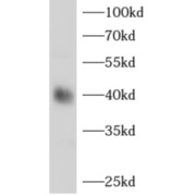 WB analysis of mouse liver tissue, using ADH1B antibody (1/1000 dilution).