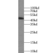 WB analysis of L02 cells, using ADIPOR2 antibody (1/500 dilution).