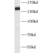 WB analysis of HeLa cells, using ADNP antibody (1/1000 dilution).