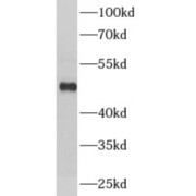 WB analysis of mouse brain tissue, using ADRA1B antibody (1/1000 dilution).