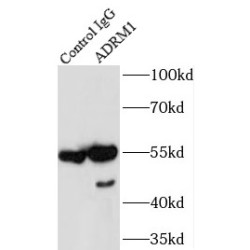 Proteasomal Ubiquitin Receptor ADRM1 (ADRM1) Antibody